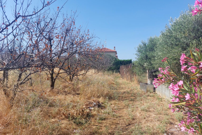 Plagia1567-11