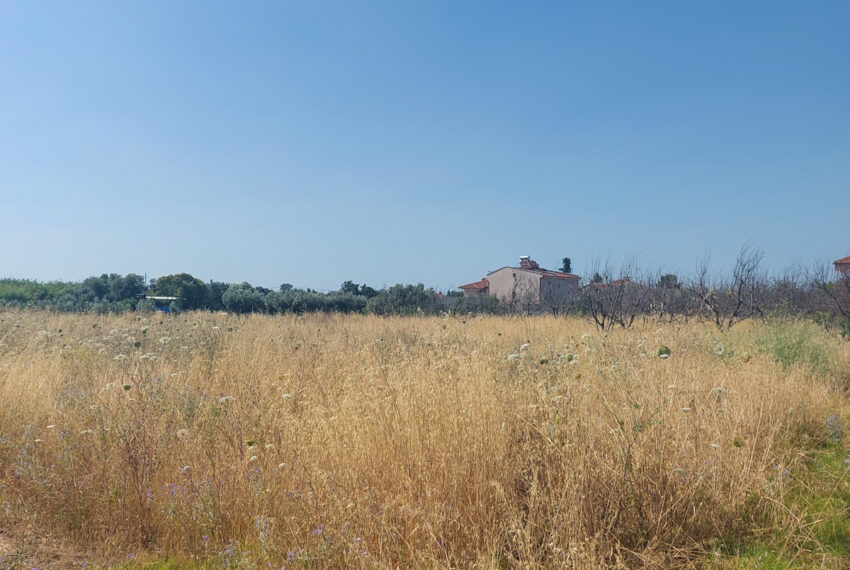 Plagia1567-6