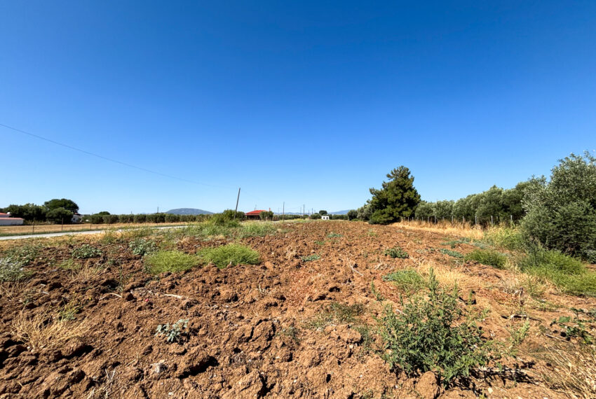 Triglia2542-4